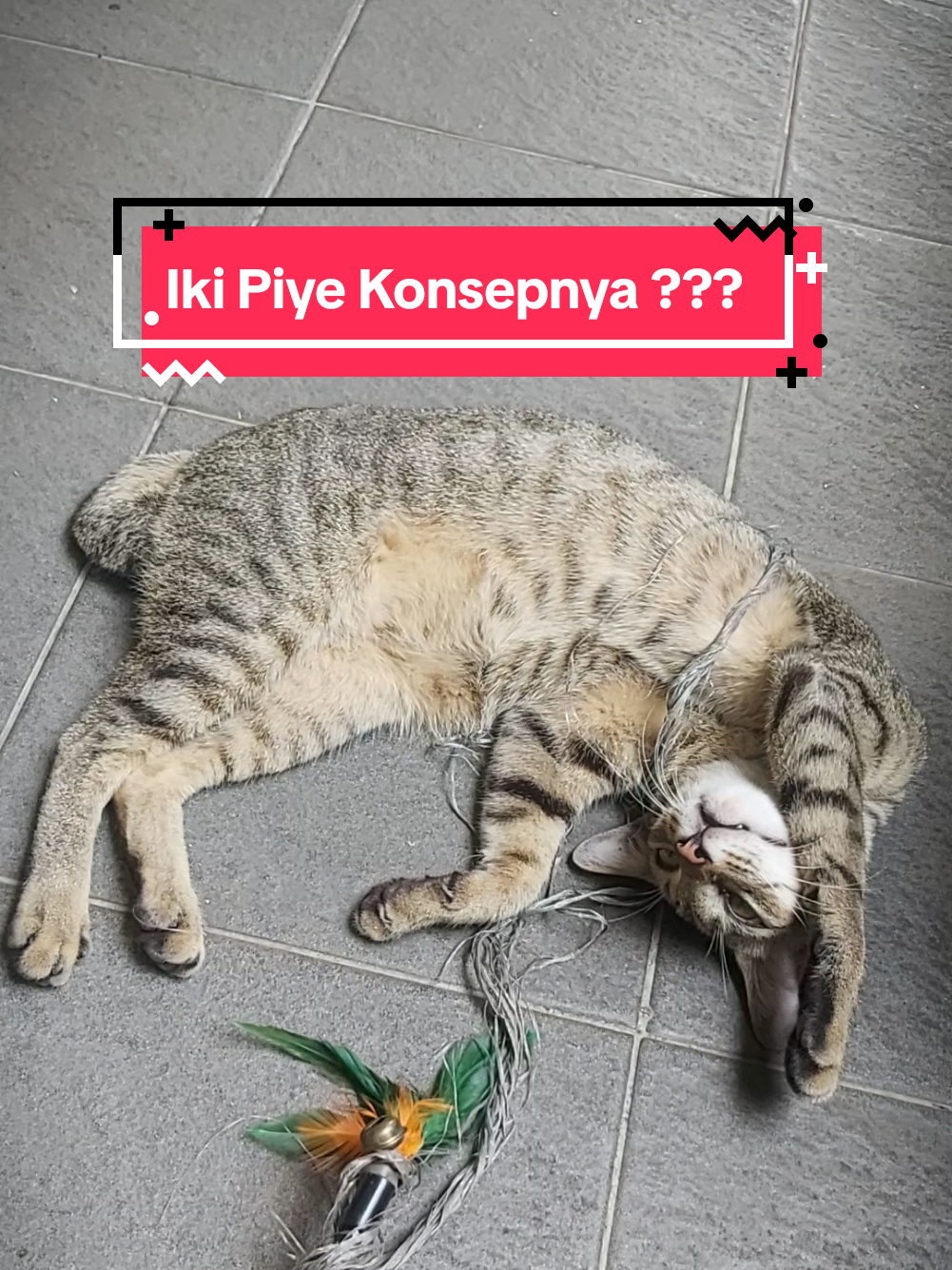 @meoweverydays