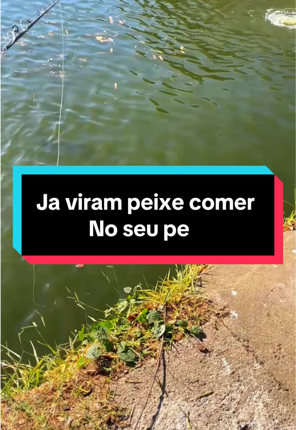 @thiagobombom