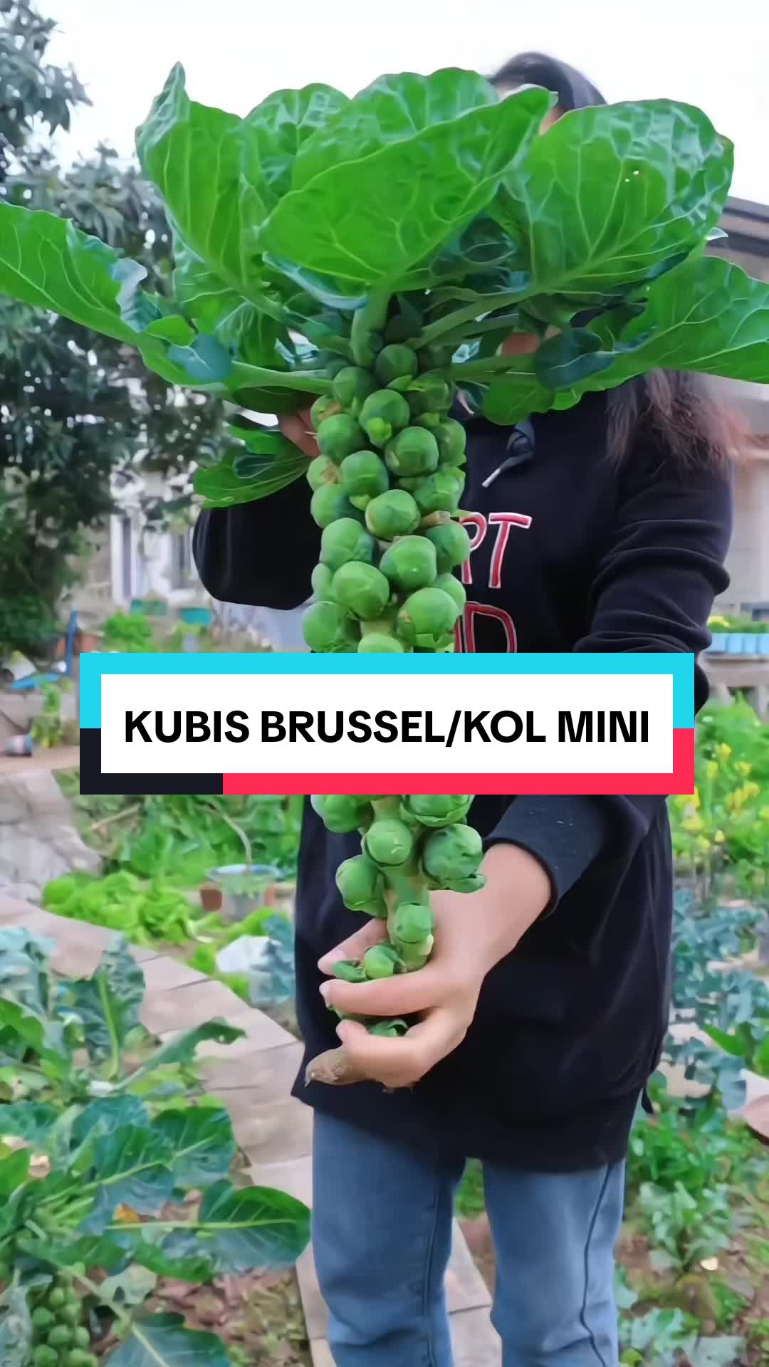 @TOKO BIBIT PAKDE