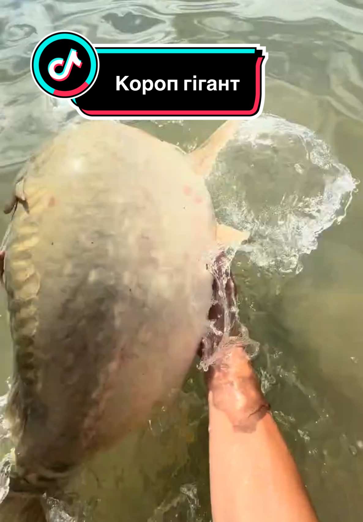 @𝗧𝗚.𝗗𝗬𝗫𝗙𝗜𝗦𝗛🎣