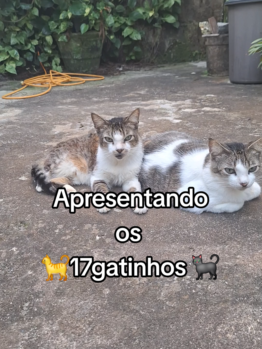 @casa dos gatos