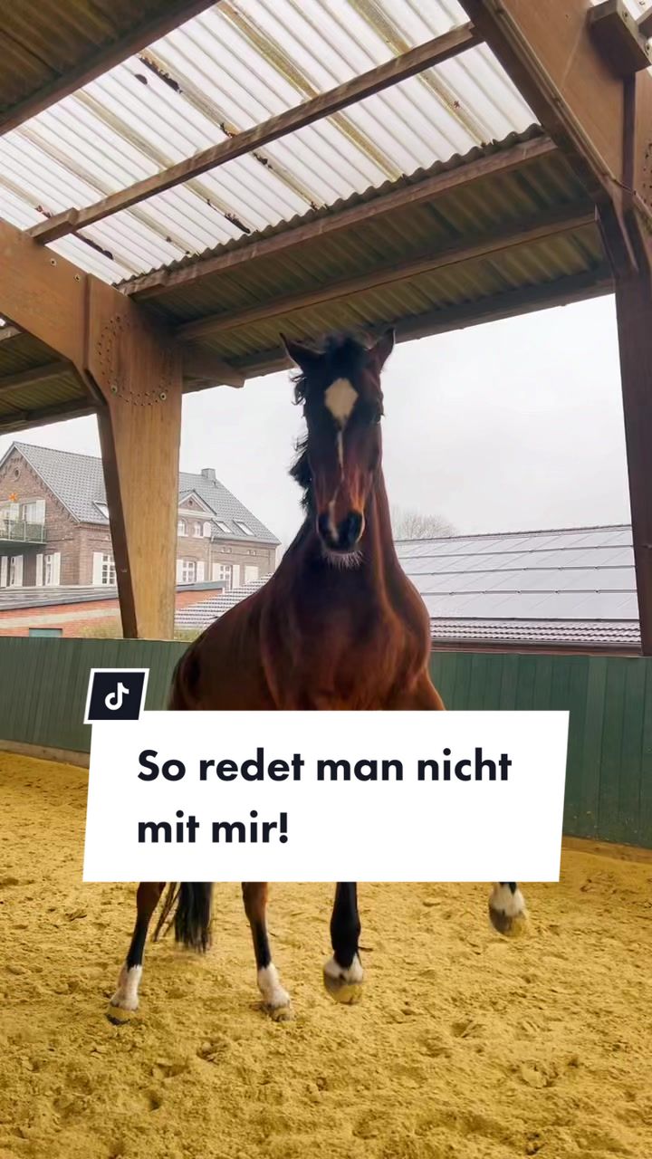 @reiten_ist_kunst