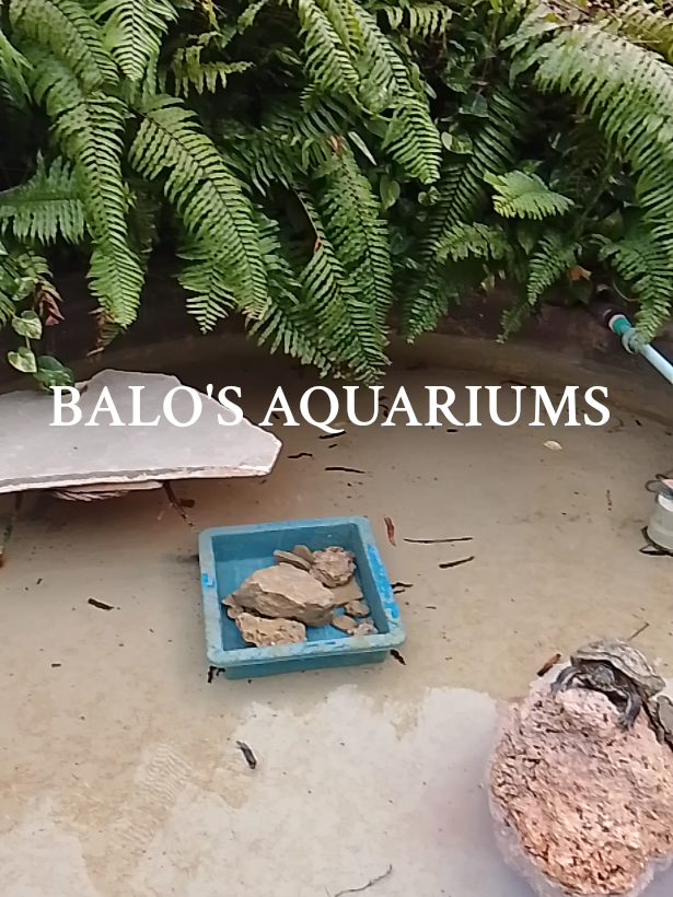 @BALO'S AQUARIUMS