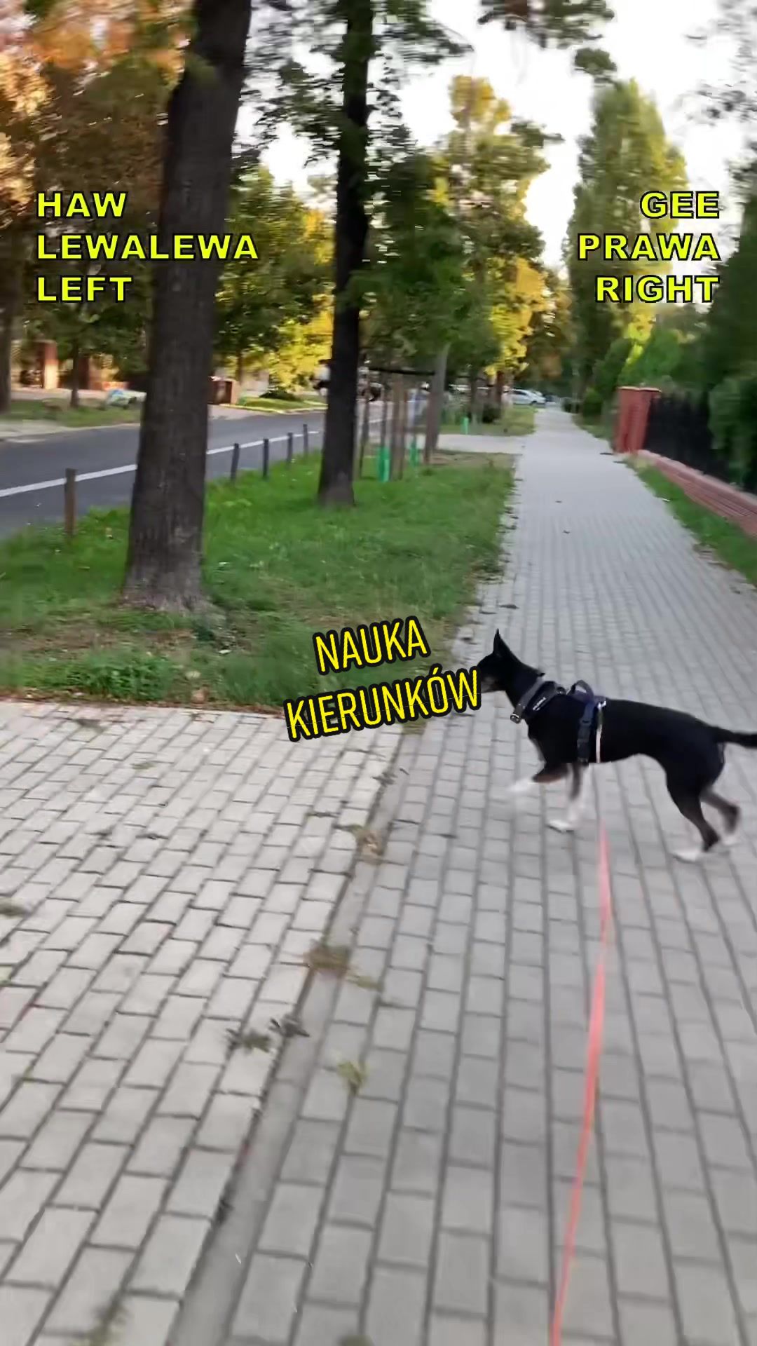 @Agnieszka Ignaszak bikejoring