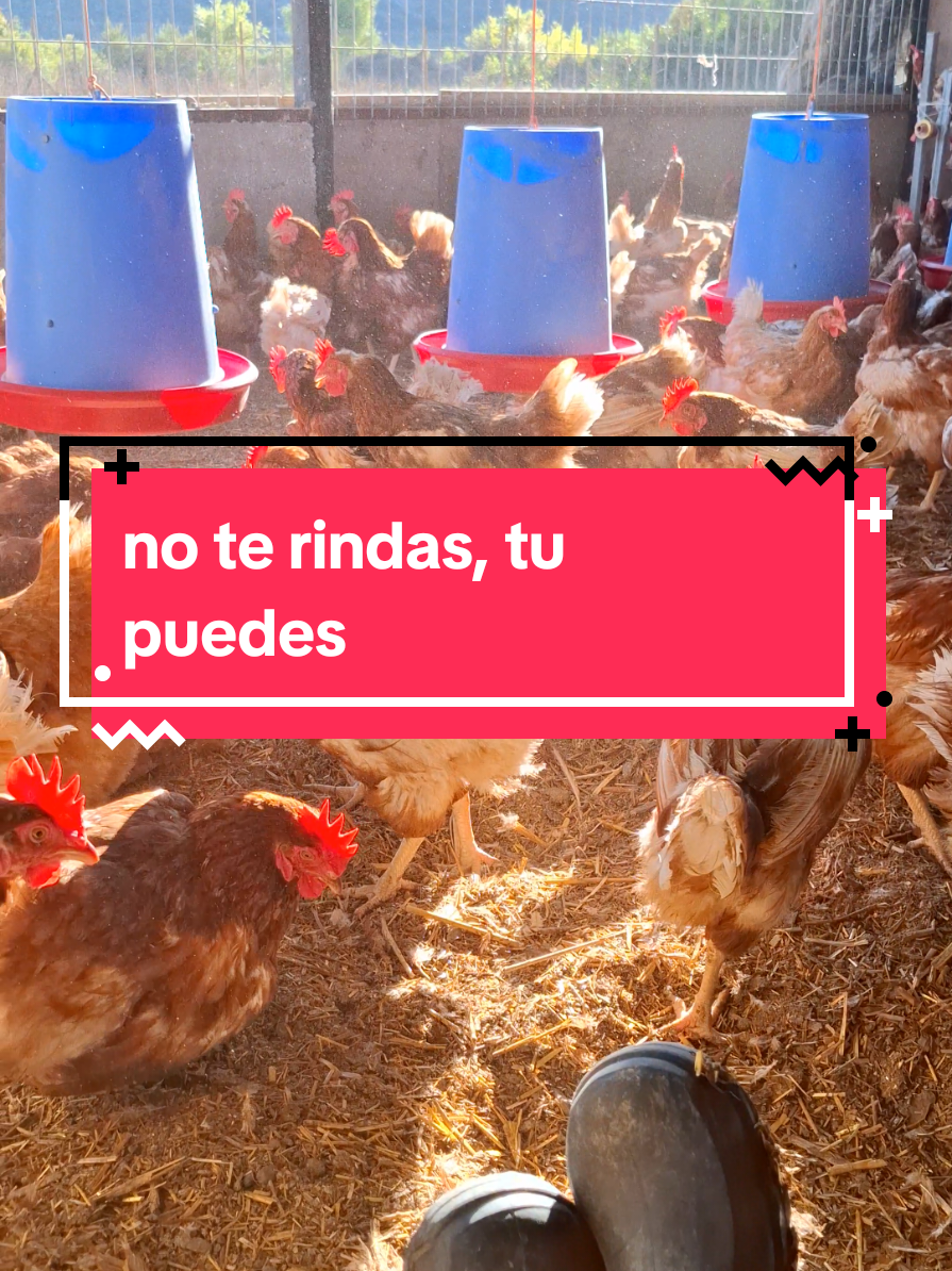@El Gallinero de Carlos