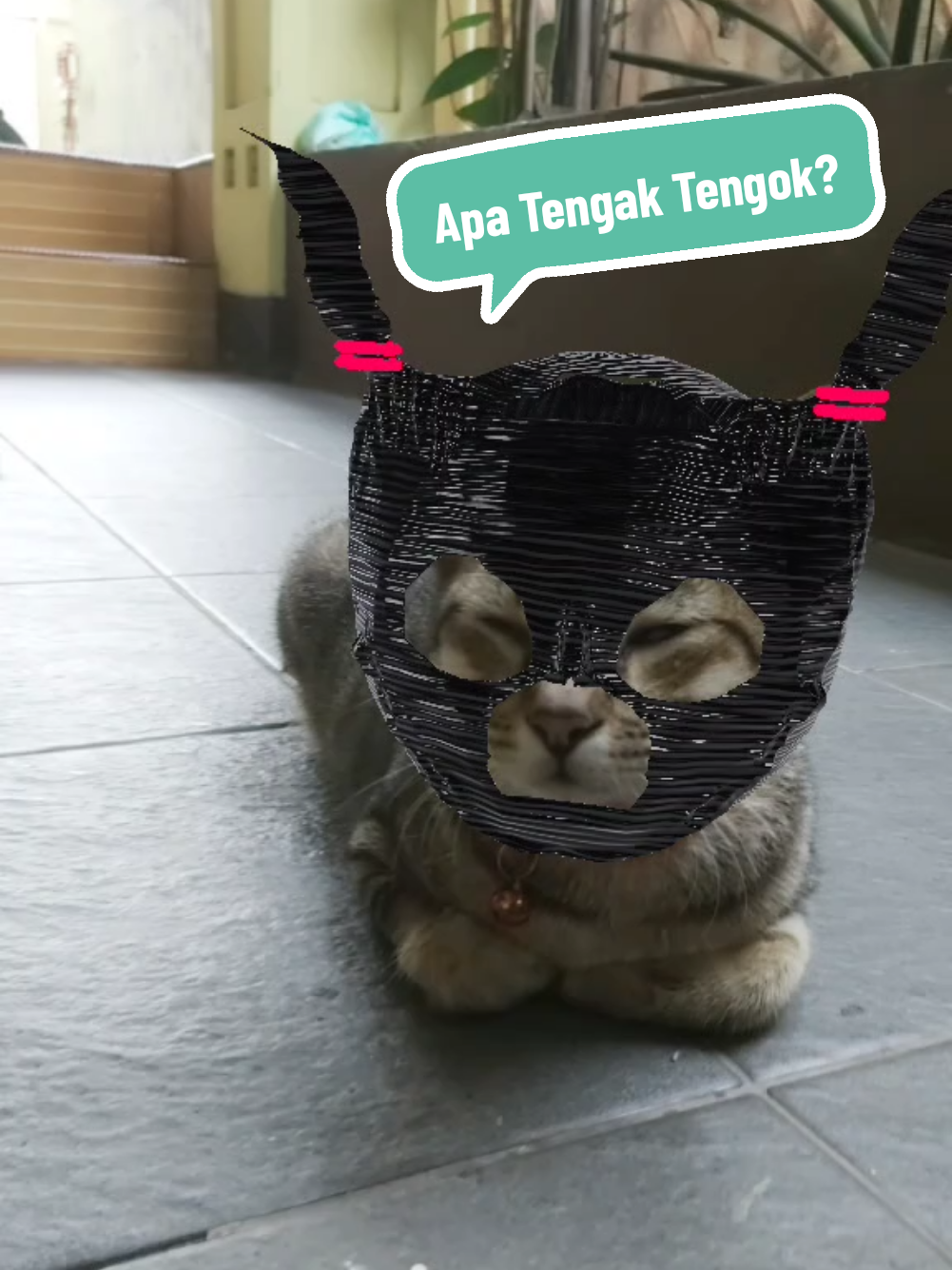 @meoweverydays