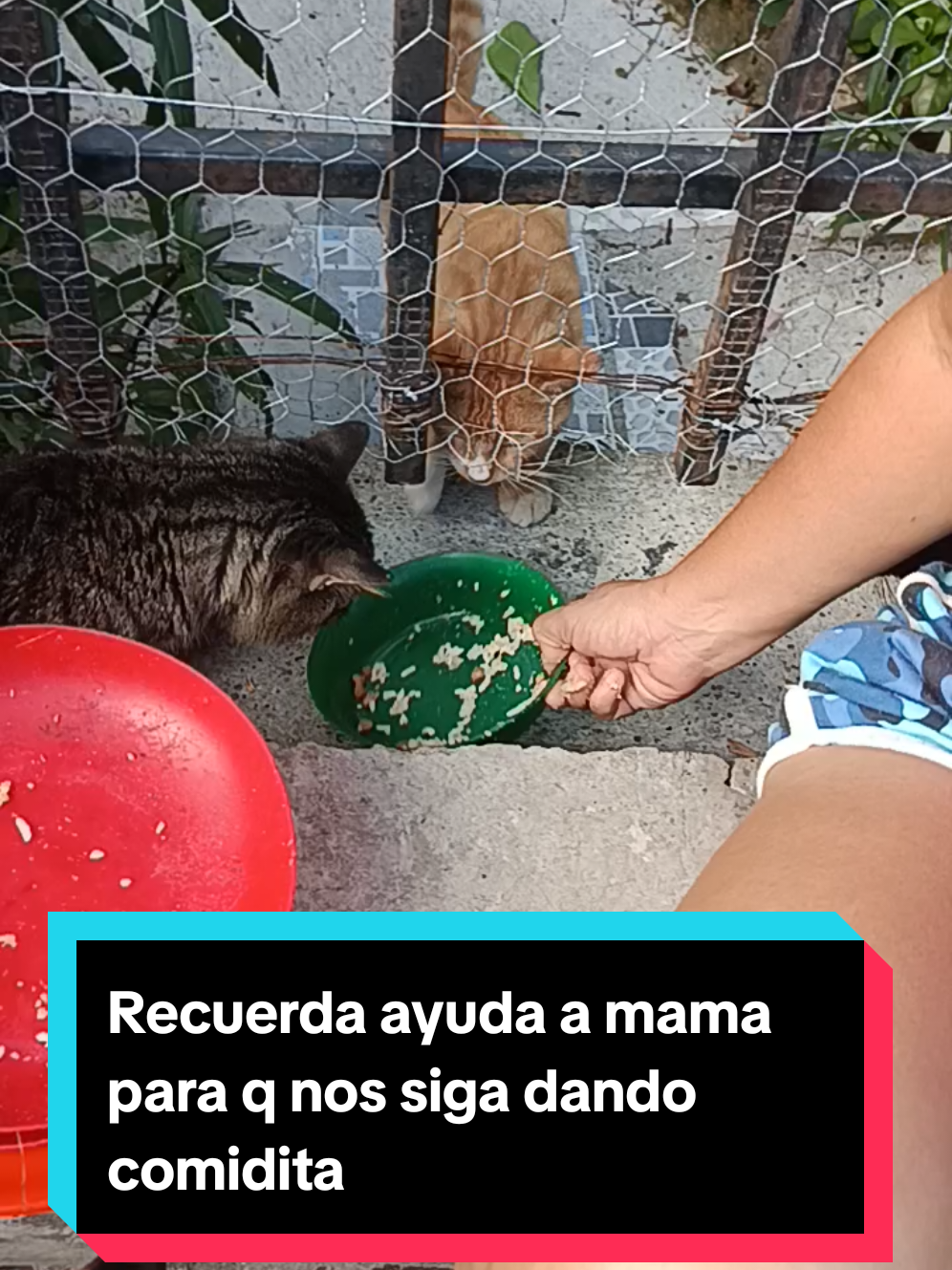 @ayudando perritos