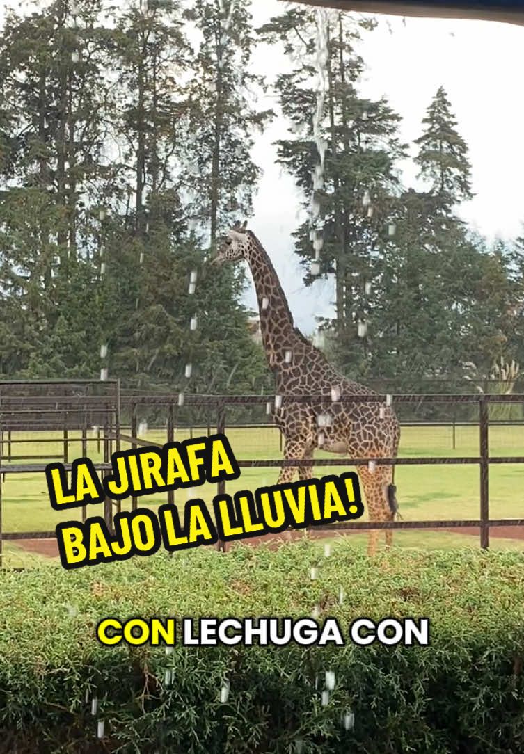 @Charlie Recomienda