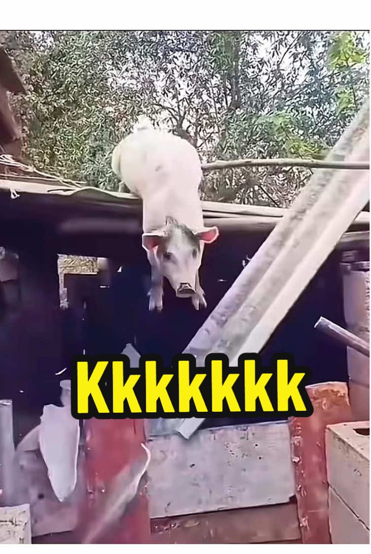 @_Bellatrix_