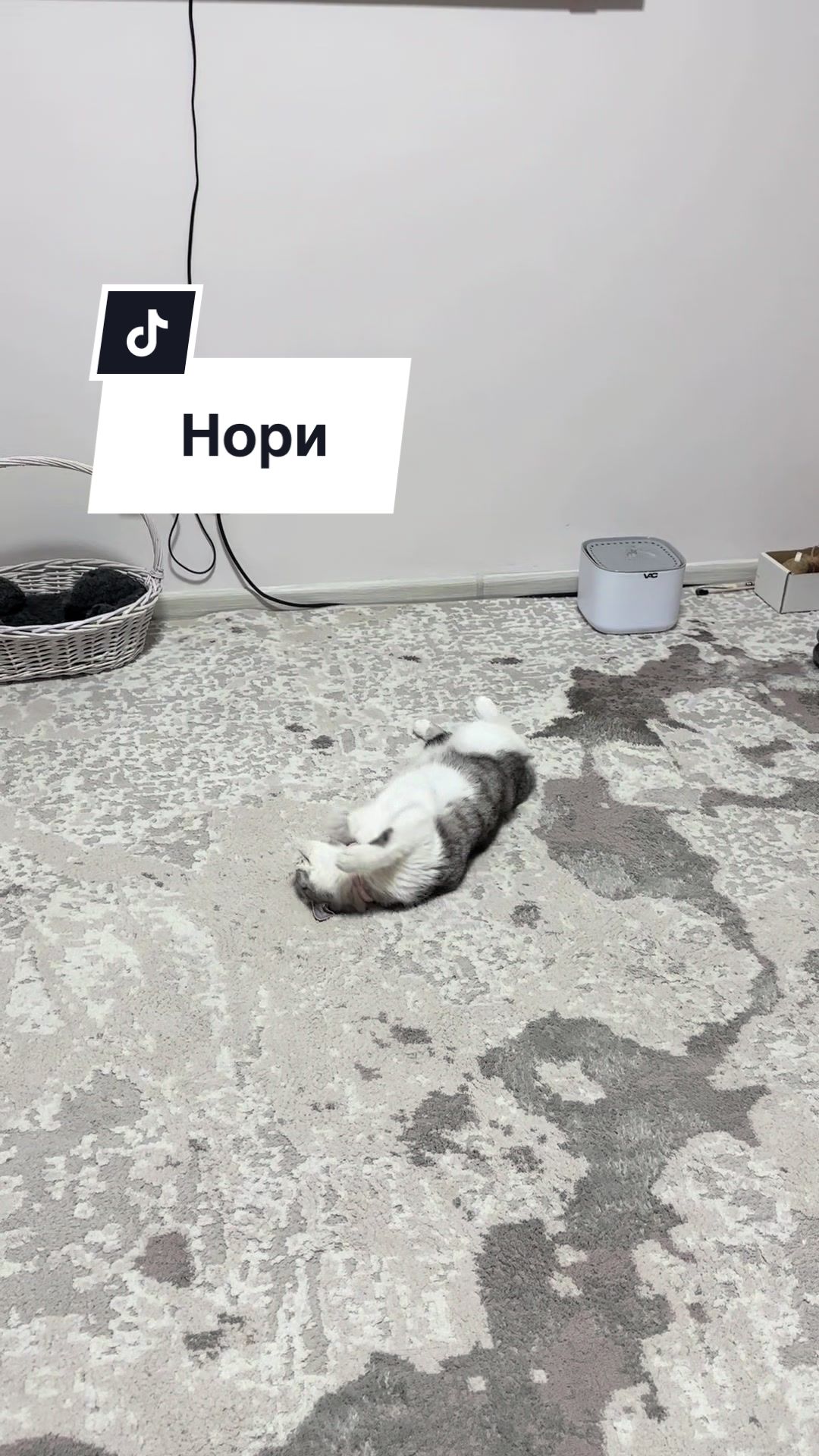 @Культ пушистого равновесия
