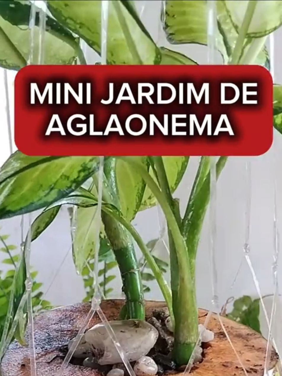 @EcoaBio - Educa&ccedil;&atilde;o Ambiental