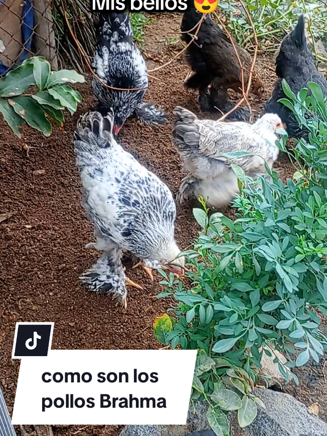 @Wendy Cresto