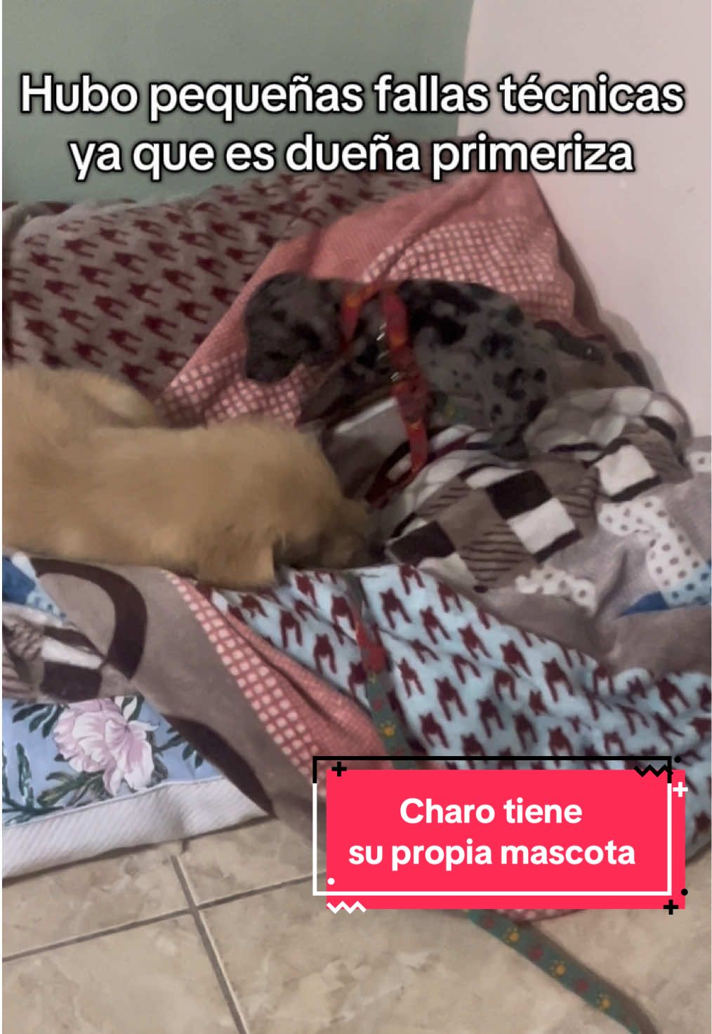@🐶CharoyCoco🐼