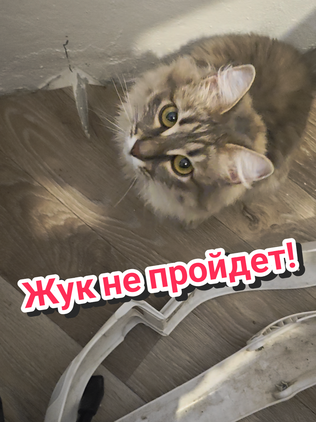 @Баст / Баста / Бася