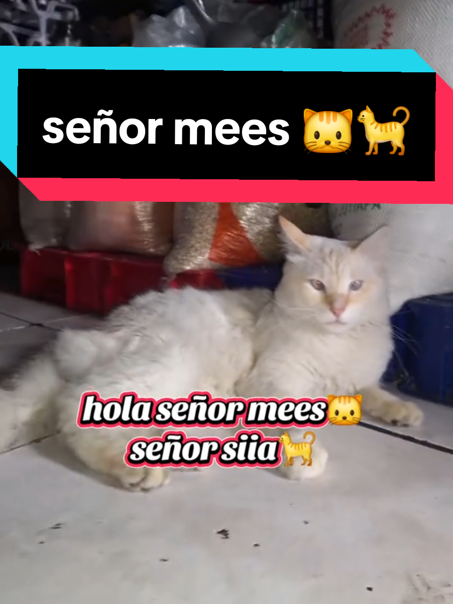 @Se&ntilde;or Tzii