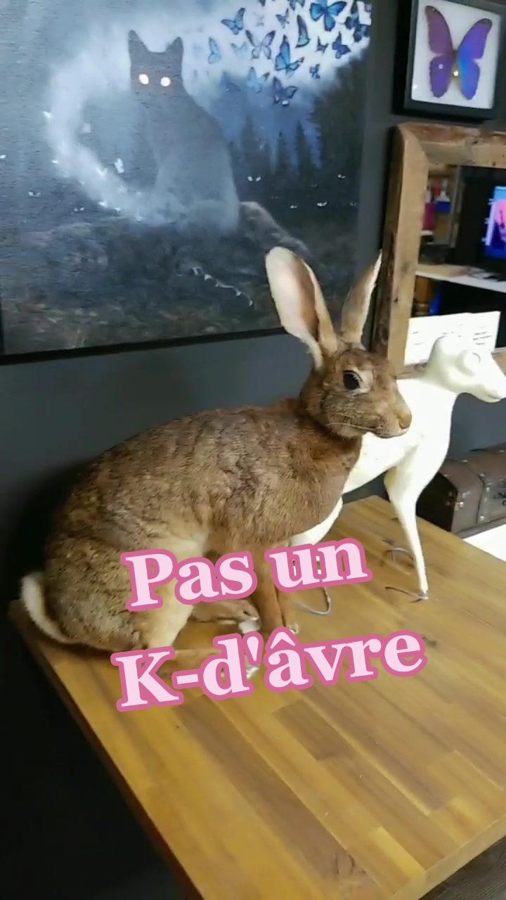 @May la taxidermiste 🇨🇦