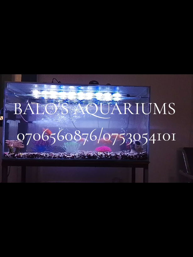 @BALO'S AQUARIUMS