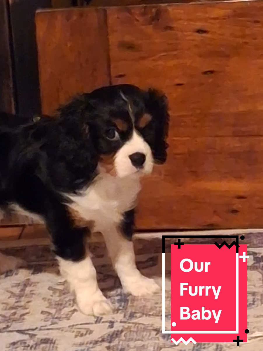@Unintentional Breeder 🇨🇦