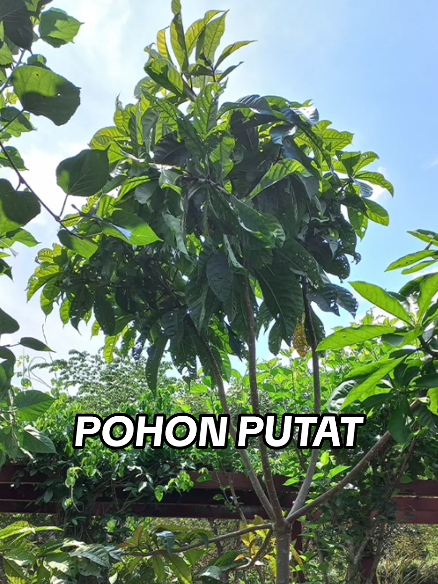 @Digdaya Nusantara