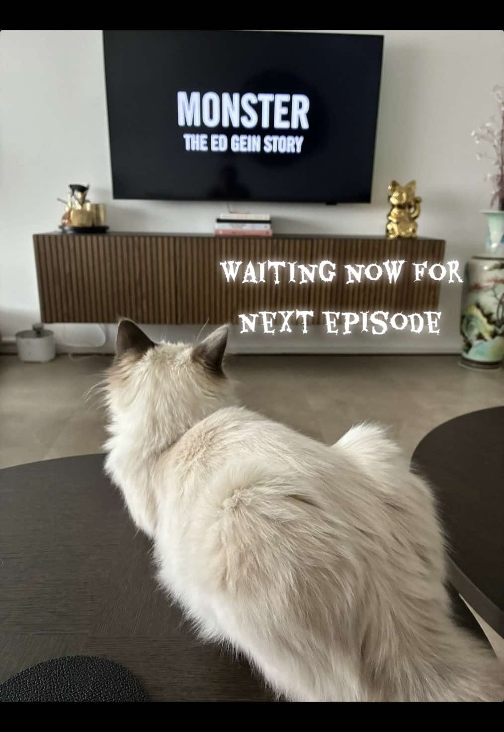 @Amadeus the ragdoll