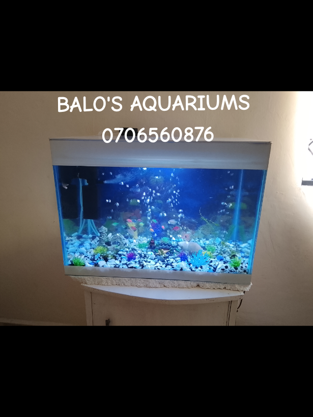 @BALO'S AQUARIUMS