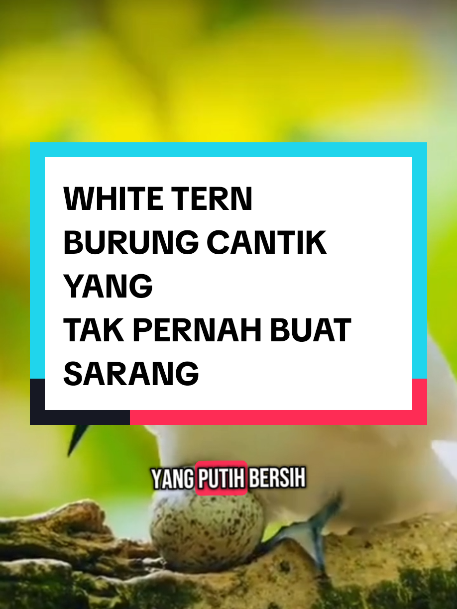 @aRKee