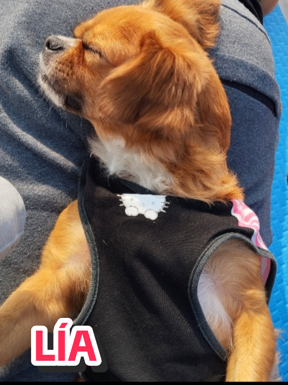 @El diario de Lia🐶🐾