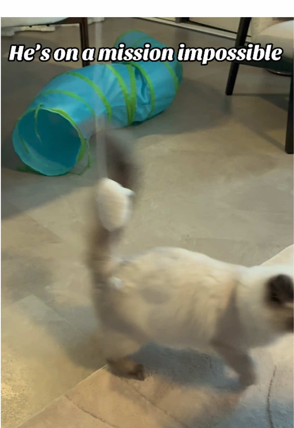 @Amadeus the ragdoll