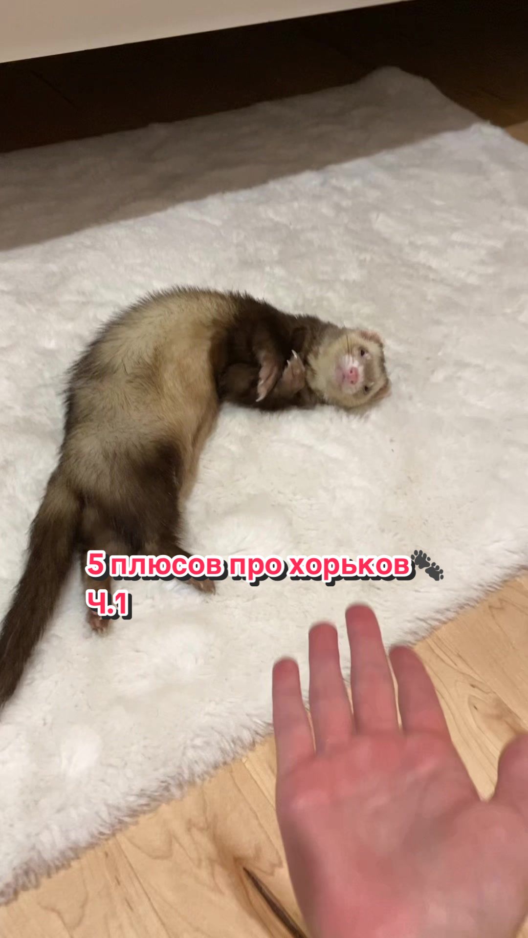 @F_u_r_e_t🐾✨🤍