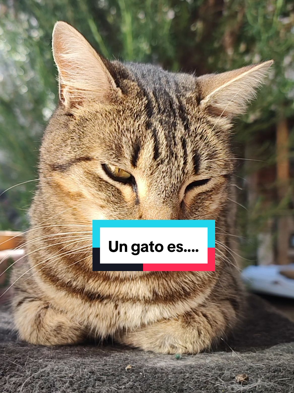 @Lunita🐱🌜