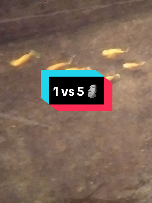 @user61038907595