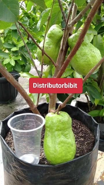 @Distributorbibit