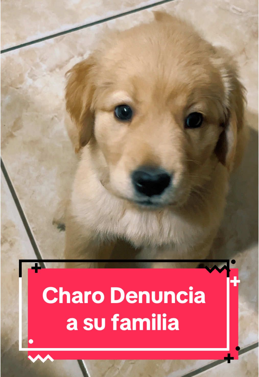 @🐶CharoyCoco🐼