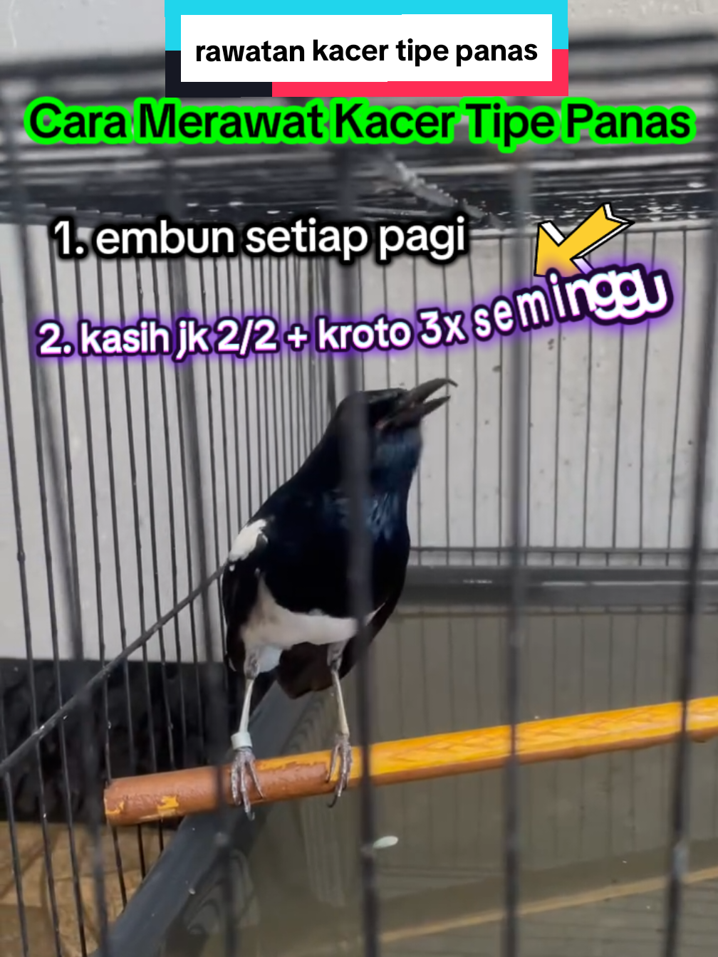 @dunia ternak