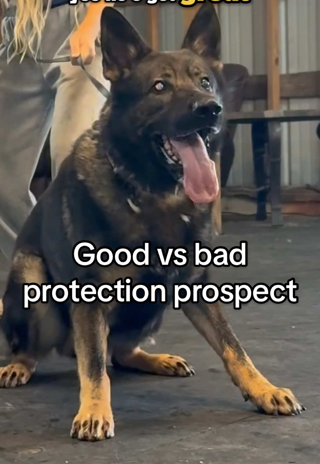 @True Guard K9 I Tara