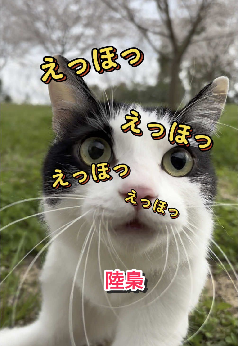 @陸丸 Rikumaru