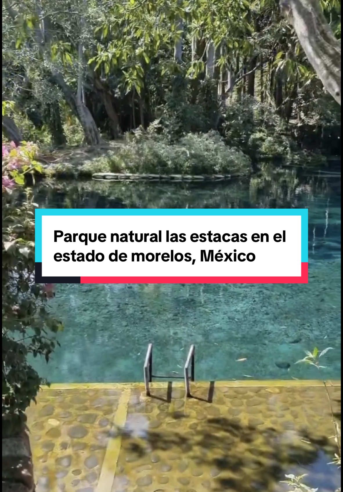 @Vive México