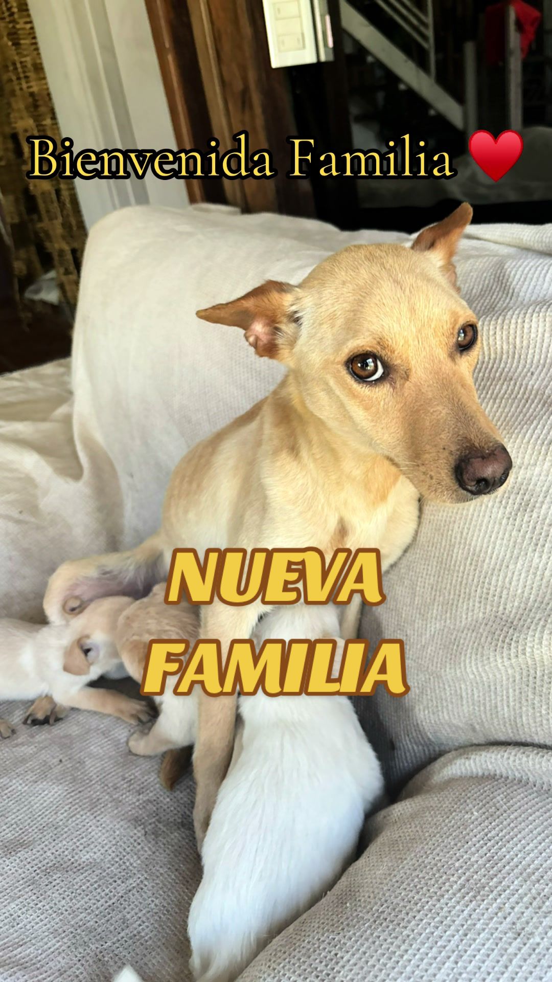 @Salvando Ando