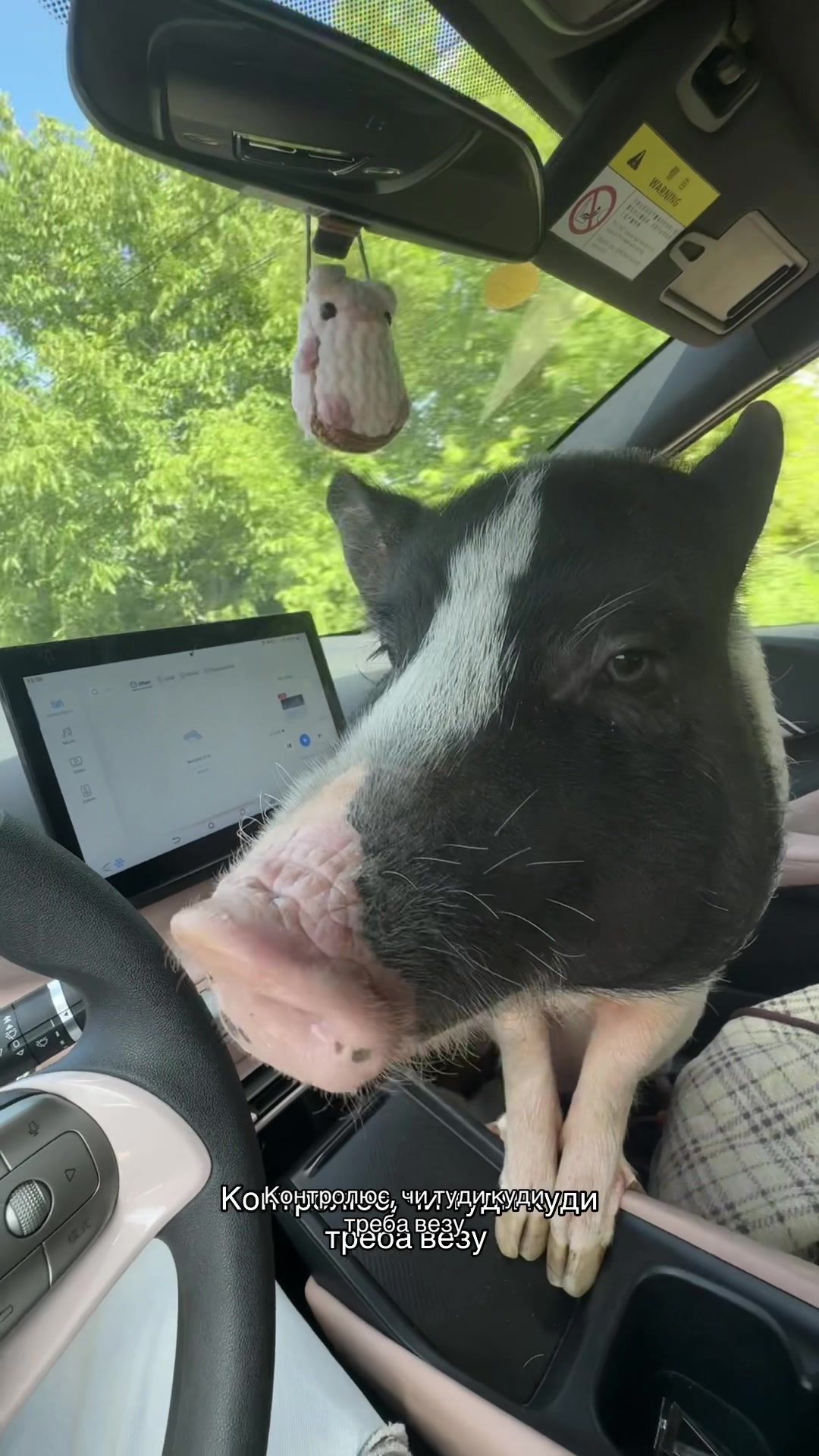 @Olivka pig