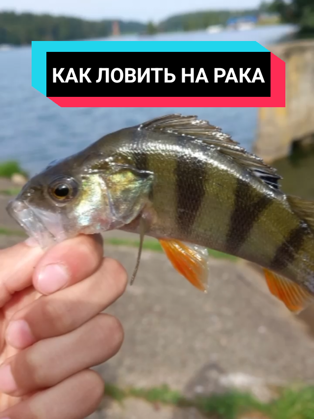 @TimaFish
