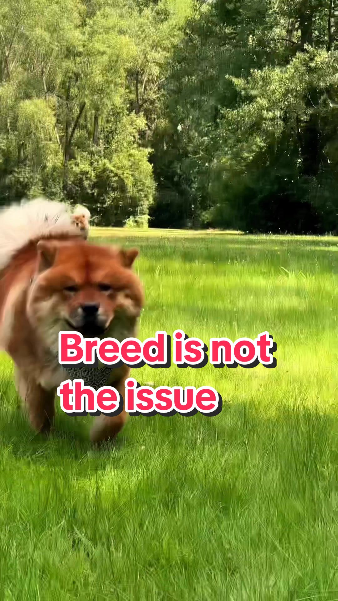 @True Guard K9 I Tara
