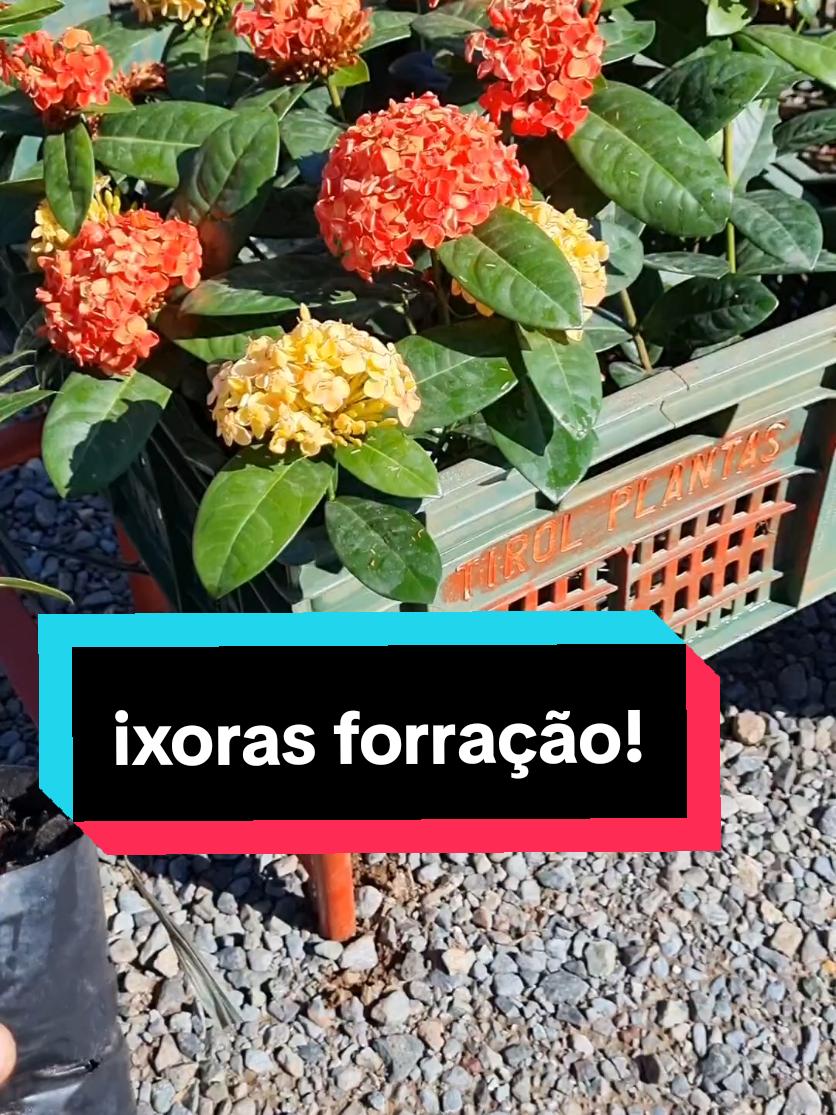 @Lucasgoncalvesbh
