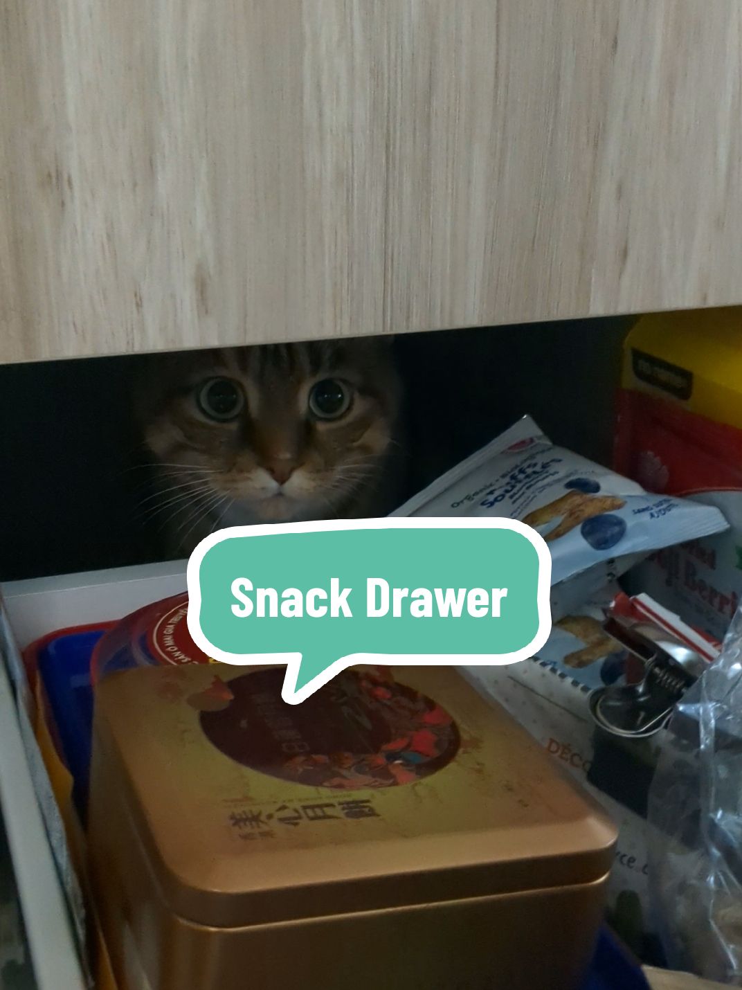 @Miss Mia the Tabby Cat