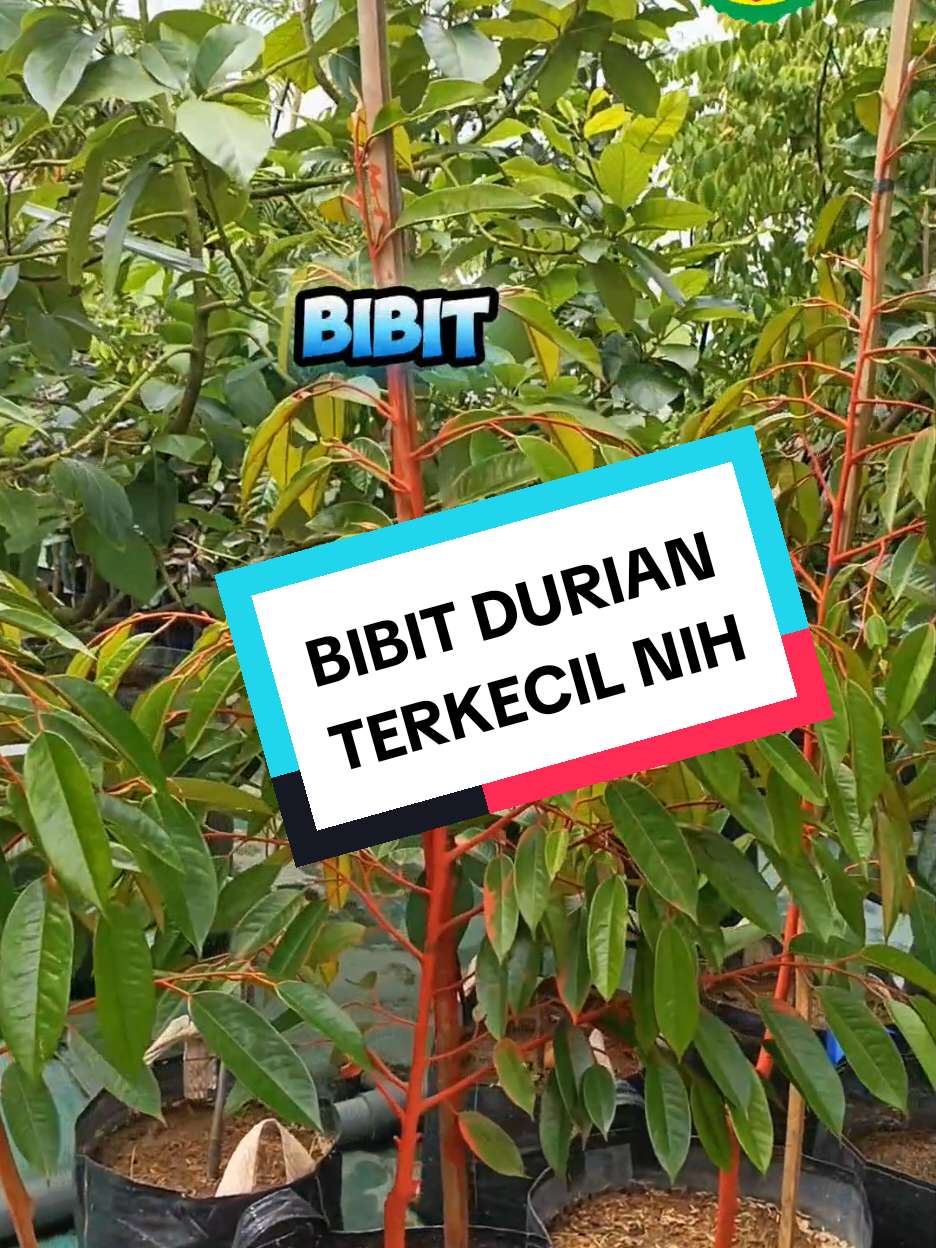 @Produksi Buah_SBS