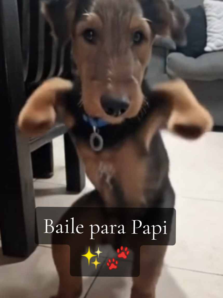 @Trufa Y Máximo🐾Airedales