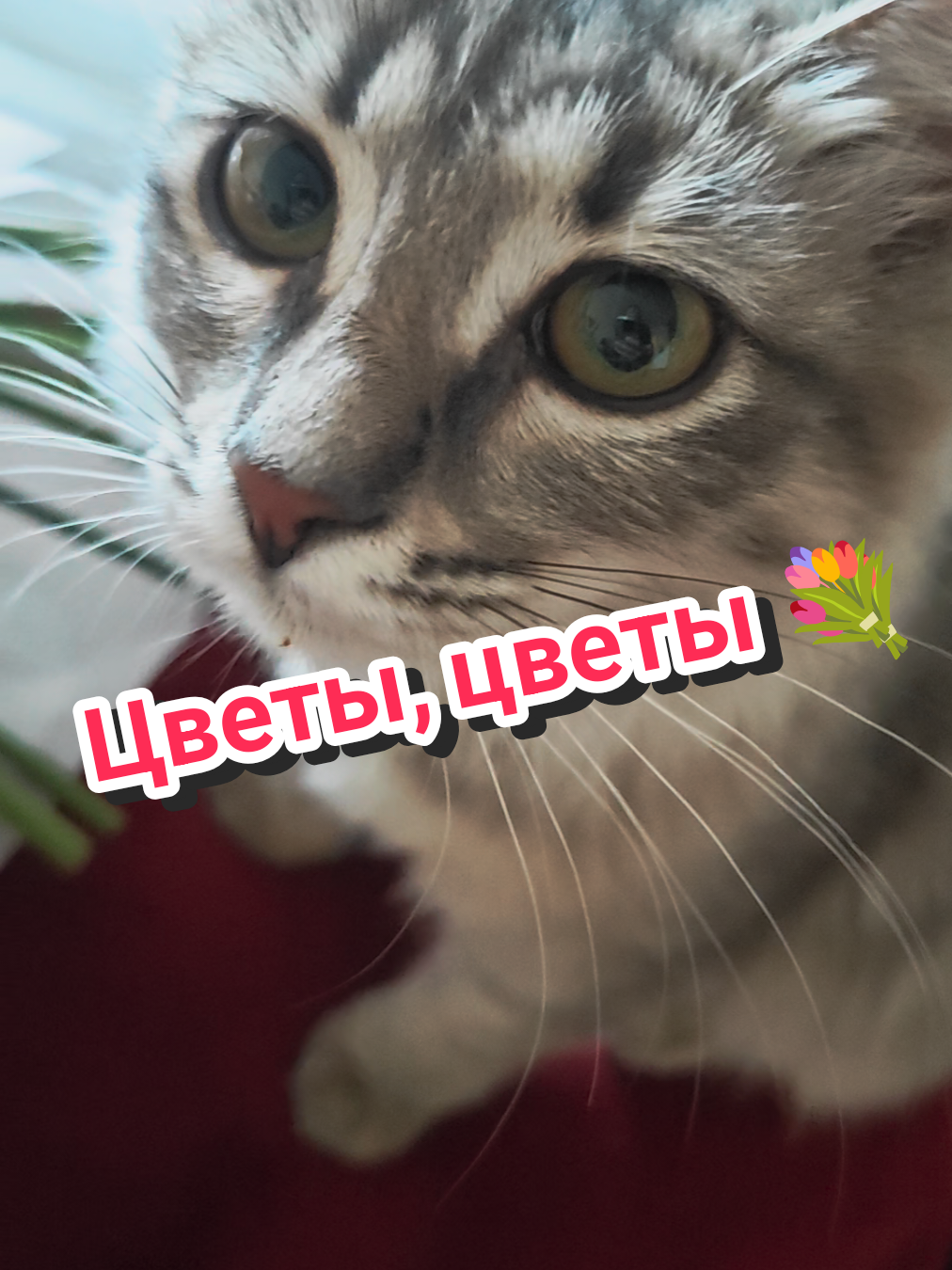 @Баст / Баста / Бася