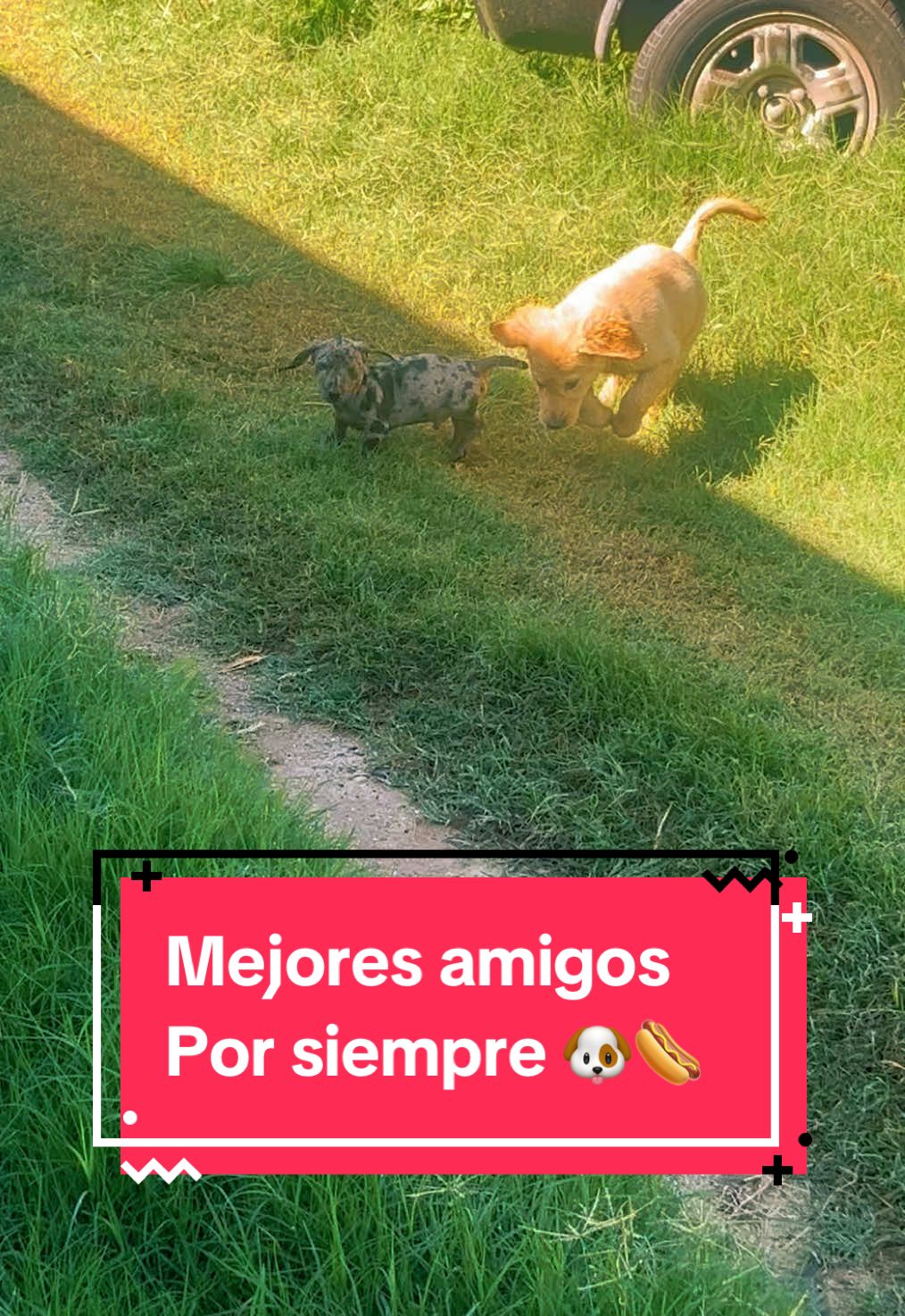 @🐶CharoyCoco🐼