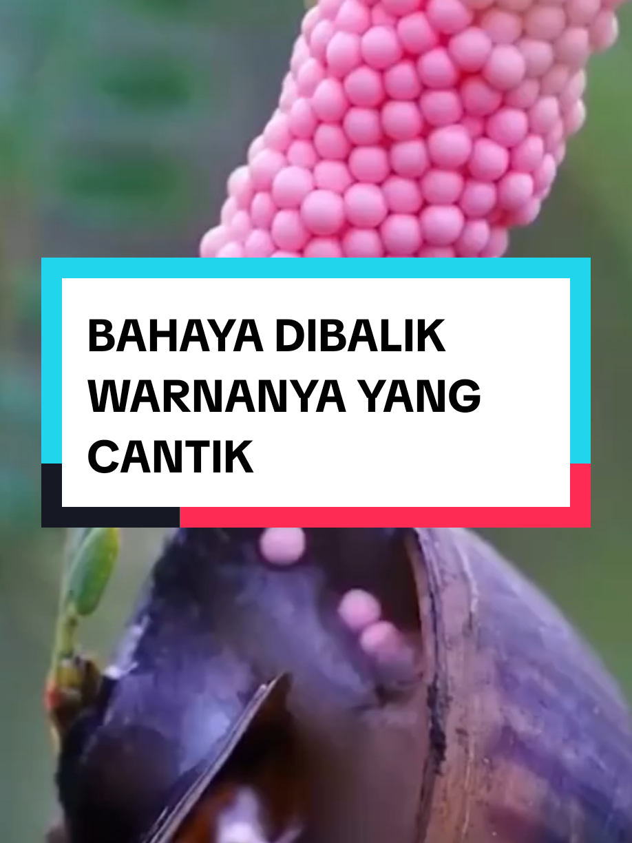 @aRKee