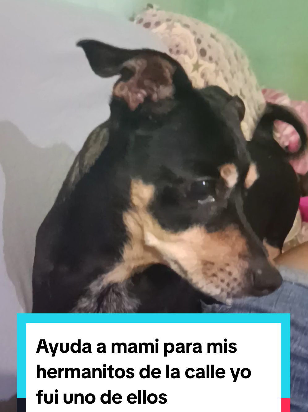 @ayudando perritos