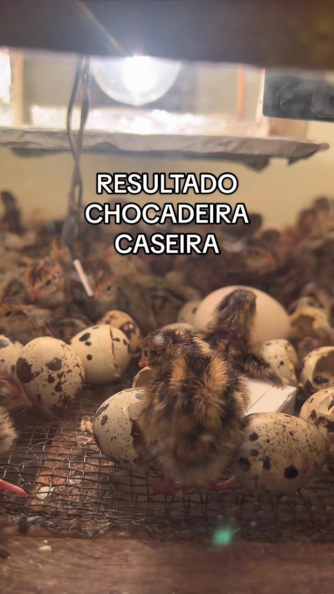 @souza